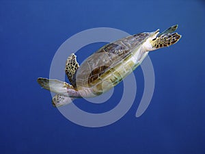 Turtle in diving photo