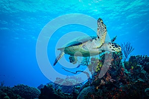Turtle Diving on Coral Reef at Cozumel
