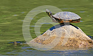 Turtle doing yoga finding the ultimate sense of balance on the rock