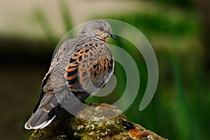Turtle Dove