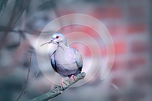 Turtle dove. Animal broodiness with nest-building bird on branch