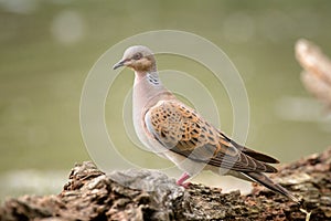 Turtle dove on a beautiful green background Streptopelia turtur