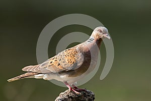 Turtle dove on a beautiful green background Streptopelia turtur