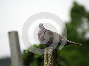 Turtle dove, we hope peaceful days will come