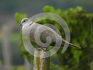 Turtle dove, in my vineyard field, we hope peaceful days will come