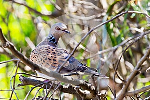 Turtle dove