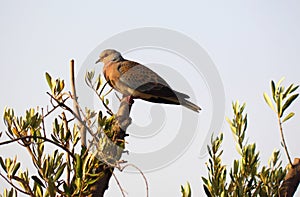 Turtle dove on olive branch