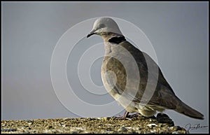 Turtle dove, photographed in South Africa. photo