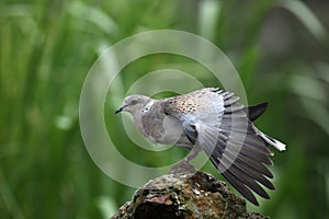 Turtle dove, Streptopelia turtur