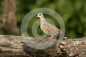 Turtle dove, Streptopelia turtur