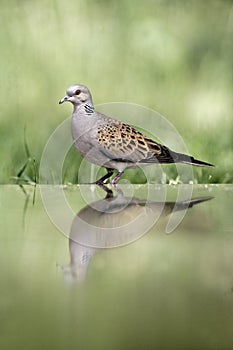 Turtle dove, Streptopelia turtur