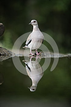 Turtle dove, Streptopelia turtur
