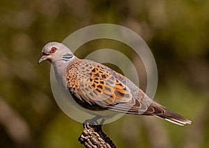 Turtle Dove - Streptopelia turtur, Spain