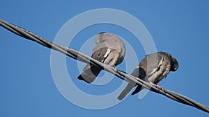 A turtle doves couple on cable