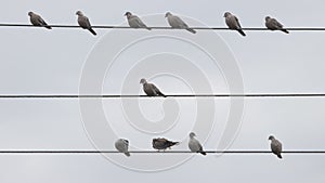 Turtle doves sit on electric wires