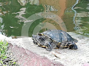 Turtle on a dry rock