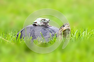 Turtle and dumpy frog on the grass