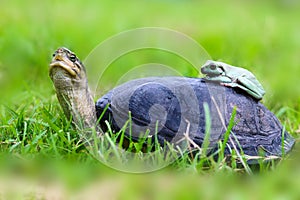 Turtle and dumpy frog on the grass