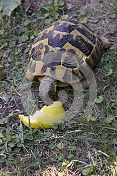 Turtle eating an apple in a garden