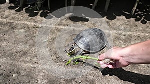 Turtle eating grass from hand of caucasian woman