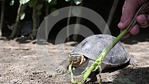 Turtle eating grass from hand of caucasian woman