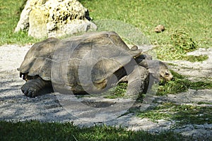 turtle eating grass