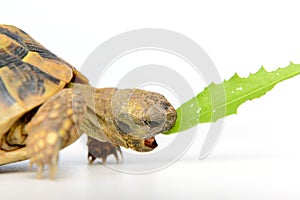 Turtle eating leaf