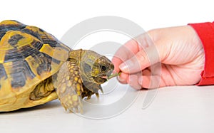 Turtle eating leaf