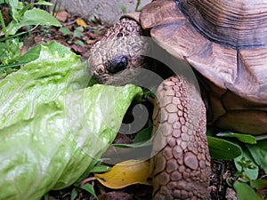 Turtle eating lettuce on the forest