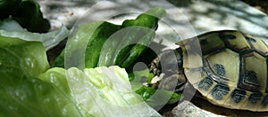 Turtle eating lettuce leaves with a shadow of leaves on the floor