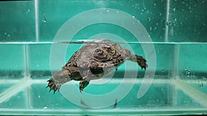 Turtle eating mealworm underwater. reptile as a pet, tortoise.