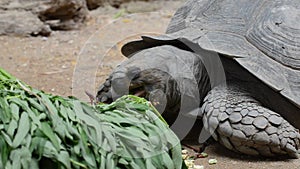 Turtle eating vegetable