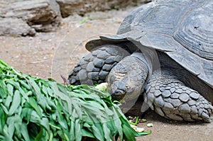 Turtle eating vegetable