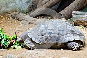 Turtle eating vegetable