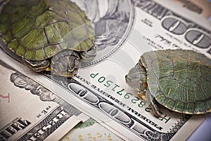 Turtle economy