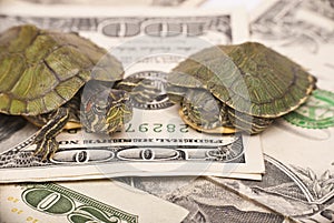 Turtle economy