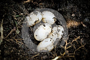 Turtle eggs1