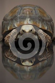 Turtle Elongated tortoise photo