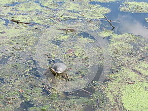 Turtle enjoying the sun and warmth on the local pond