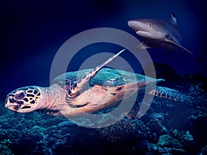 Turtle escaping Shark photo
