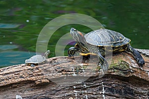 Turtle family having rest in the park