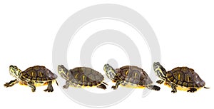 Turtle family on parade photo