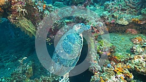 Turtle feeding on the usat liberty wreck at tulamben, bali