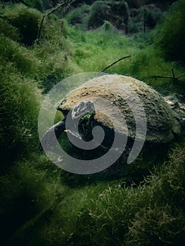 A turtle feeds on the overgrown algae underwater in the clear blue waters of Royal Springs, Suwannee County, Florida