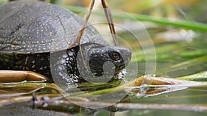 A turtle feels frightened and in danger and goes back into water