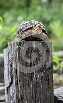 Turtle on a Fence Post