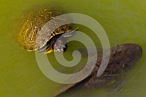 Turtle and fish swimming at a lake