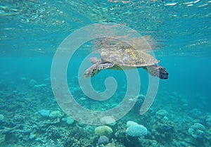 Turtle floating in the Maldives