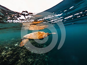 Turtle floating underwater close to surface of water, Philippines