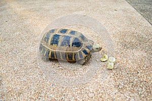 Turtle on the floor eating banana